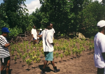 Mangrove reforestation at Gazi Bay